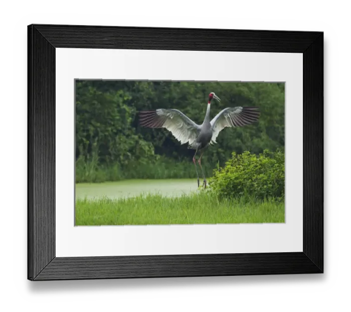 Framed Print : Indian Saras Crane, jumping, Keoladeo National Park, India Framed Print : Indian Saras Crane, jumping, Keoladeo National Park, India