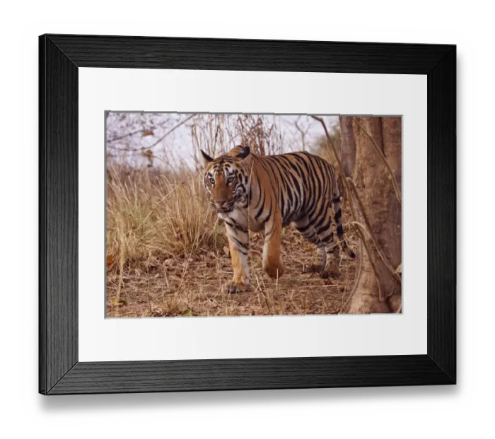 Framed Print : Royal Bengal Tiger, in the summer grassland, Tadoba Andheri Tiger Reserve, India Framed Print : Royal Bengal Tiger, in the summer grassland, Tadoba Andheri Tiger Reserve, India