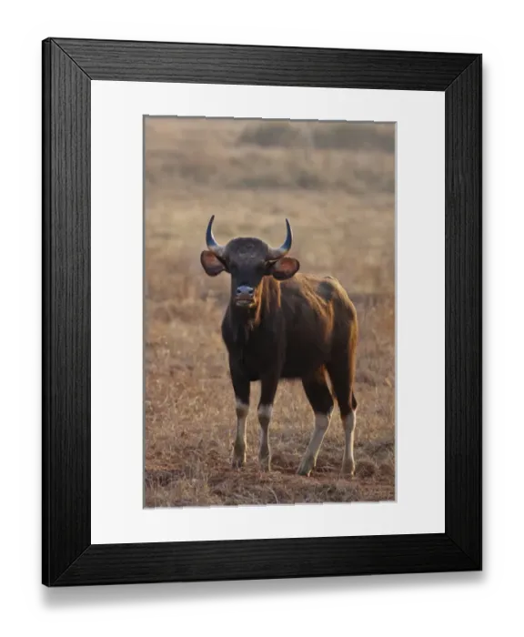 Framed Print : Indian Gaur, Tadoba Andheri Tiger Reserve, India Framed Print : Indian Gaur, Tadoba Andheri Tiger Reserve, India