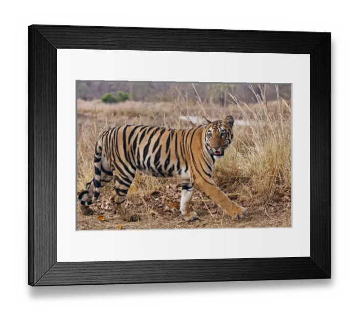 Framed Print : Royal Bengal Tiger, in the summer grassland, Tadoba Andheri Tiger Reserve, India Framed Print : Royal Bengal Tiger, in the summer grassland, Tadoba Andheri Tiger Reserve, India