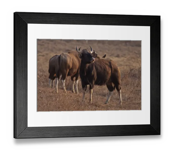 Framed Print : Indian Gaurs in the summer grassland, Tadoba Andheri Tiger Reserve, India Framed Print : Indian Gaurs in the summer grassland, Tadoba Andheri Tiger Reserve, India