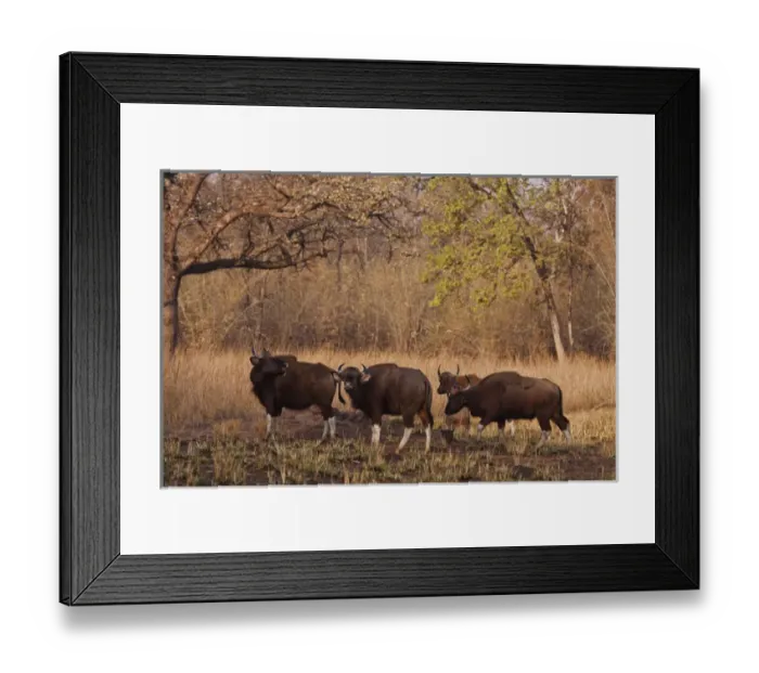 Framed Print : Indian Gaurs in the summer grassland, Tadoba Andheri Tiger Reserve, India Framed Print : Indian Gaurs in the summer grassland, Tadoba Andheri Tiger Reserve, India