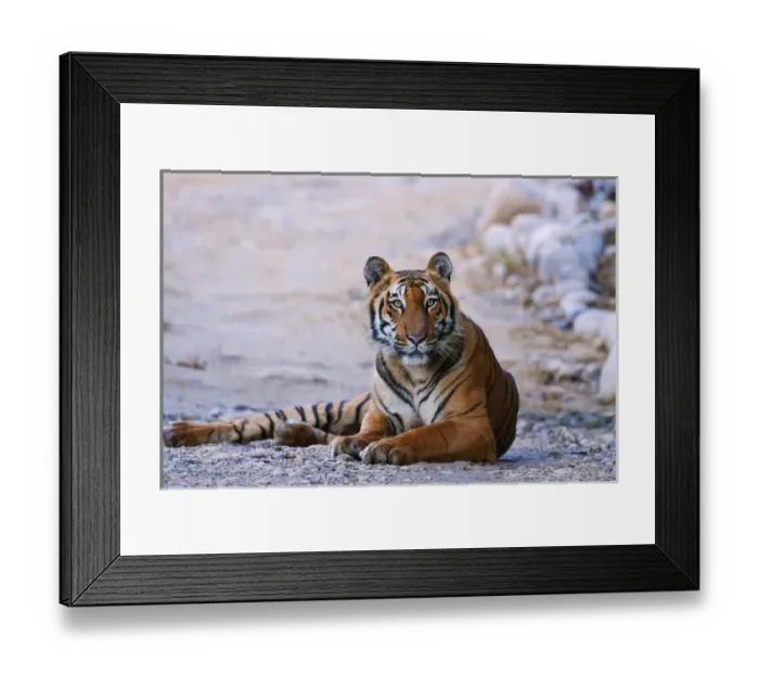 Framed Print : Royal Bengal Tiger (male) on the riverbed of Ramganga river, Corbett National Park Framed Print : Royal Bengal Tiger (male) on the riverbed of Ramganga river, Corbett National Park