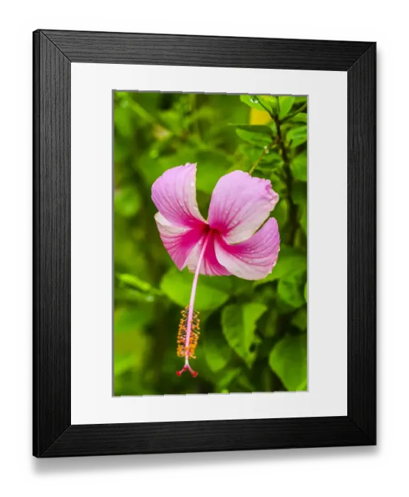 Framed Print : Ranthambore, Rajasthan, India. Delicate, pink and white Hibiscus flower dips over