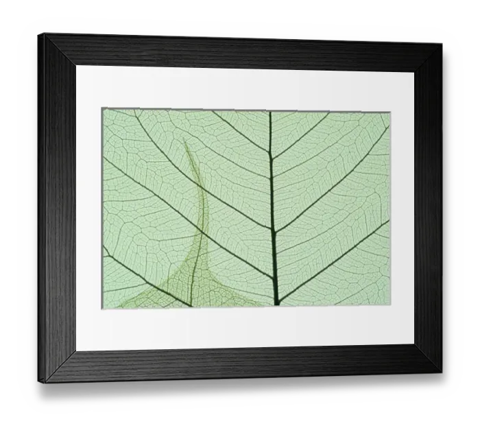 Framed Print : Indian Fig, (Ficus religiosa), or Peepal, close-up leaf detail, popular medicinal Framed Print : Indian Fig, (Ficus religiosa), or Peepal, close-up leaf detail, popular medicinal