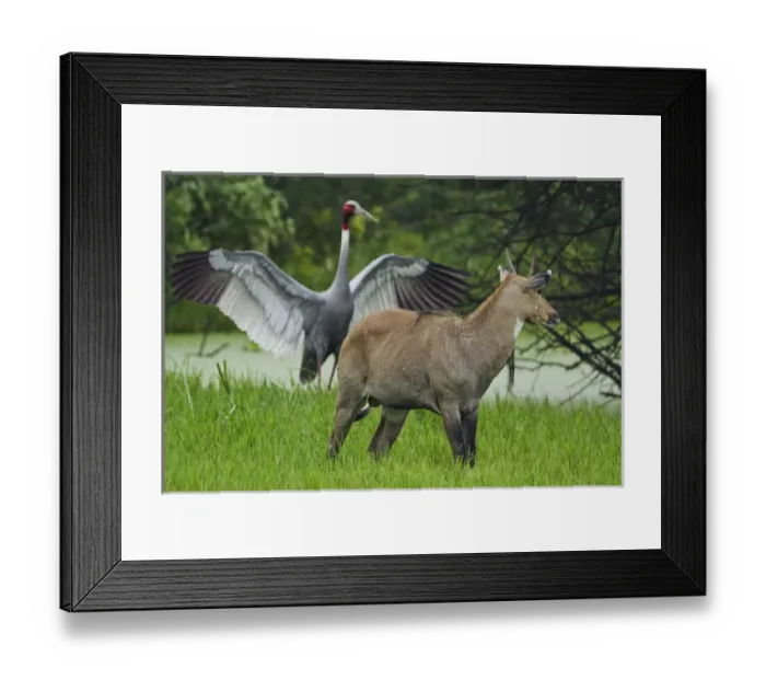Framed Print : Indian Saras Crane, chasing away the Bluebull, Keoladeo National Park, India Framed Print : Indian Saras Crane, chasing away the Bluebull, Keoladeo National Park, India