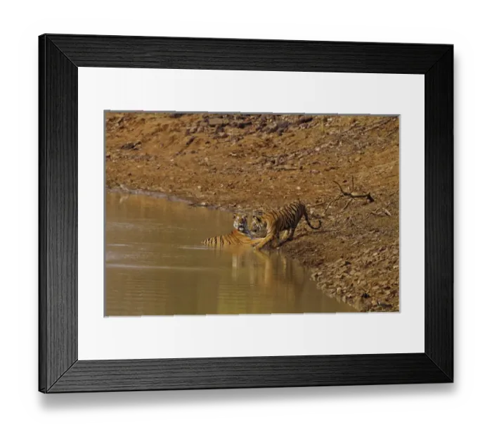 Framed Print : Tadoba Andheri Tiger Reserve, India Framed Print : Tadoba Andheri Tiger Reserve, India