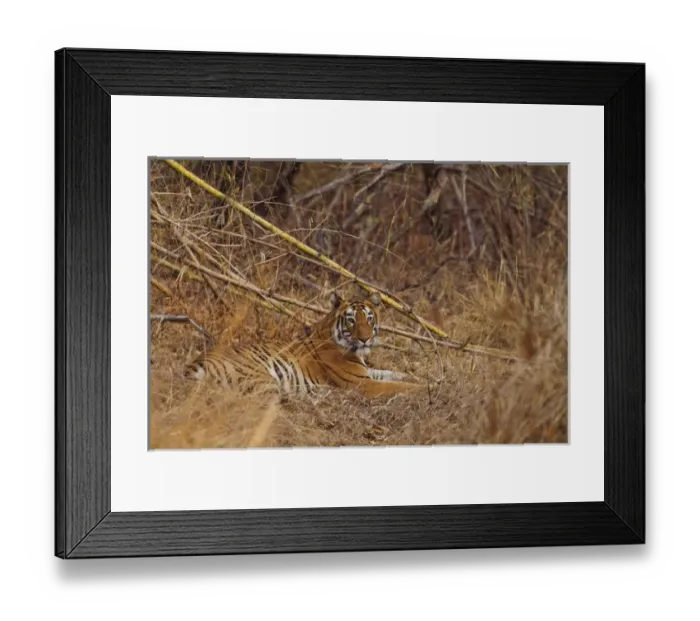 Framed Print : Royal Bengal Tiger, in the bamboo forest, Tadoba Andheri Tiger Reserve, India Framed Print : Royal Bengal Tiger, in the bamboo forest, Tadoba Andheri Tiger Reserve, India