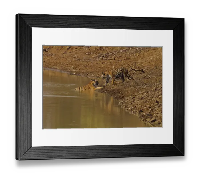 Framed Print : Tadoba Andheri Tiger Reserve, India Framed Print : Tadoba Andheri Tiger Reserve, India