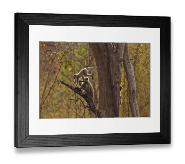 Framed Print : Pair of Hanuman Langoor, Tadoba Andheri Tiger Reserve, India