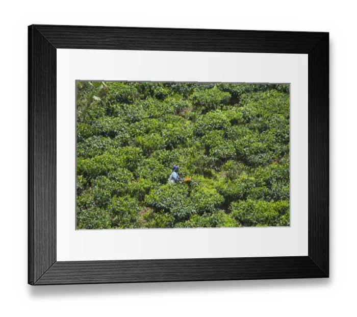 Framed Print : Harvesting tea at tea plantation, Kerala, India Framed Print : Harvesting tea at tea plantation, Kerala, India