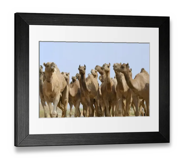 Framed Print : Camels in the desert, Pushkar, Rajasthan, India Framed Print : Camels in the desert, Pushkar, Rajasthan, India