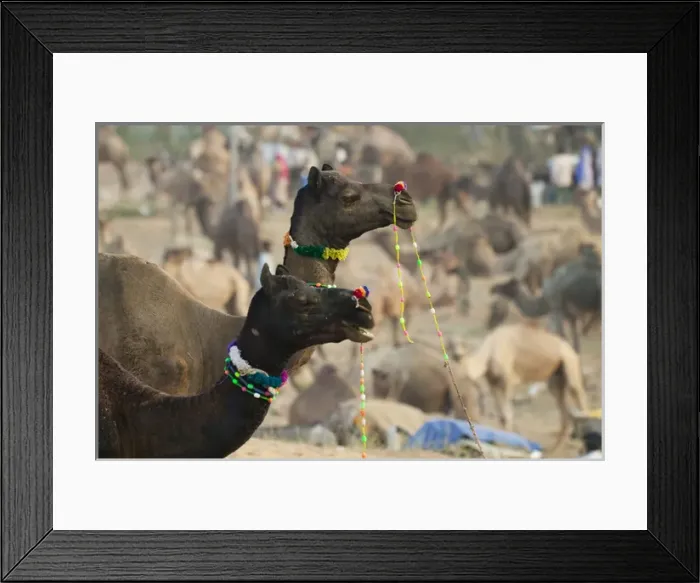 Framed Print : Pushkar Camel Fair, Pushkar, Rajasthan, India Framed Print : Pushkar Camel Fair, Pushkar, Rajasthan, India