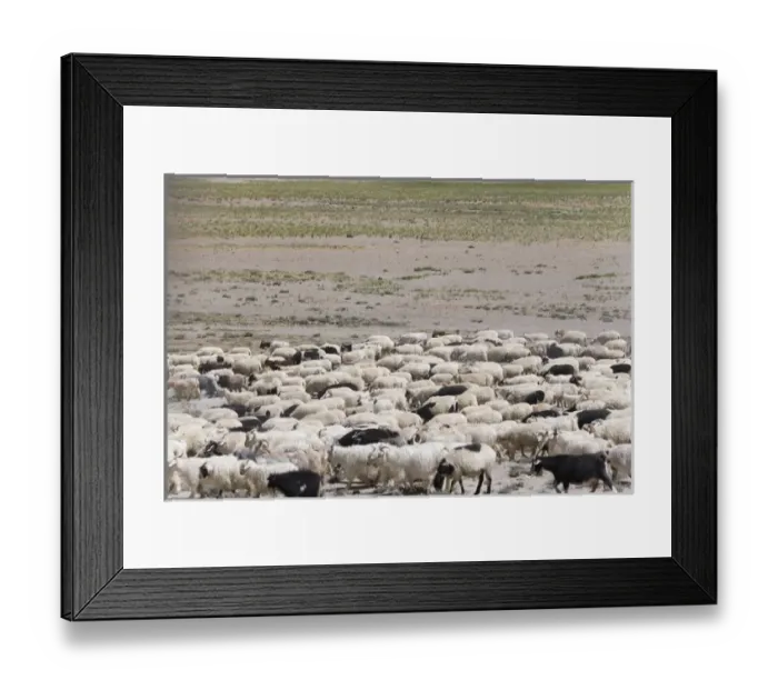 Framed Print : Herding sheep in the Himalayas, Taglangla Pass, Ladakh, India Framed Print : Herding sheep in the Himalayas, Taglangla Pass, Ladakh, India