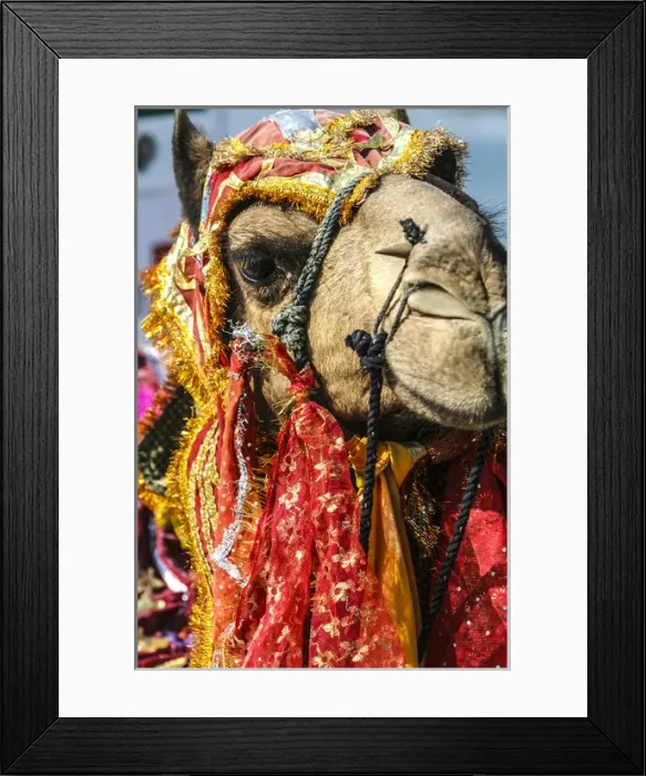 Framed Print : Udaipur, Rajasthan, India. India decorated Camel, Diwali Festival of Lights