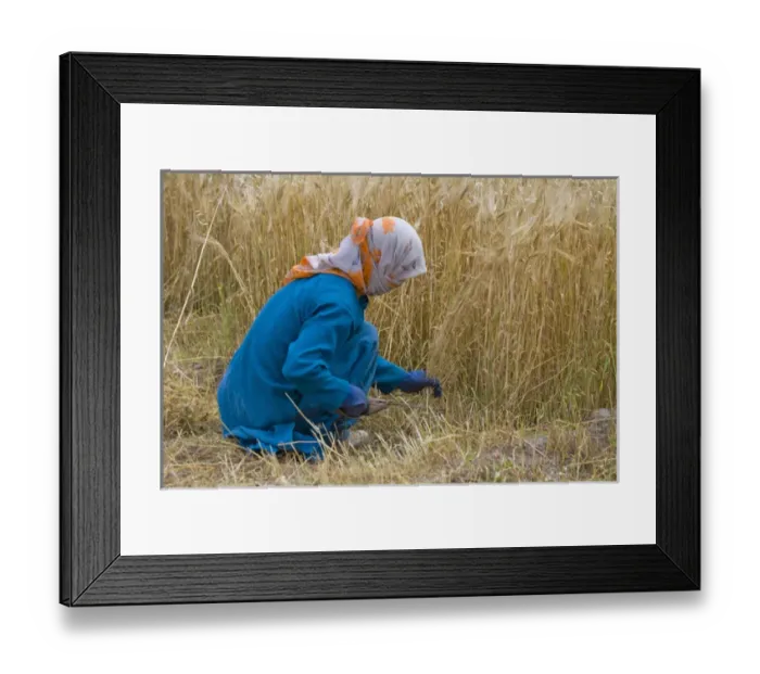 Framed Print : Ladakh woman harvesting barley, Leh, Ladakh, India