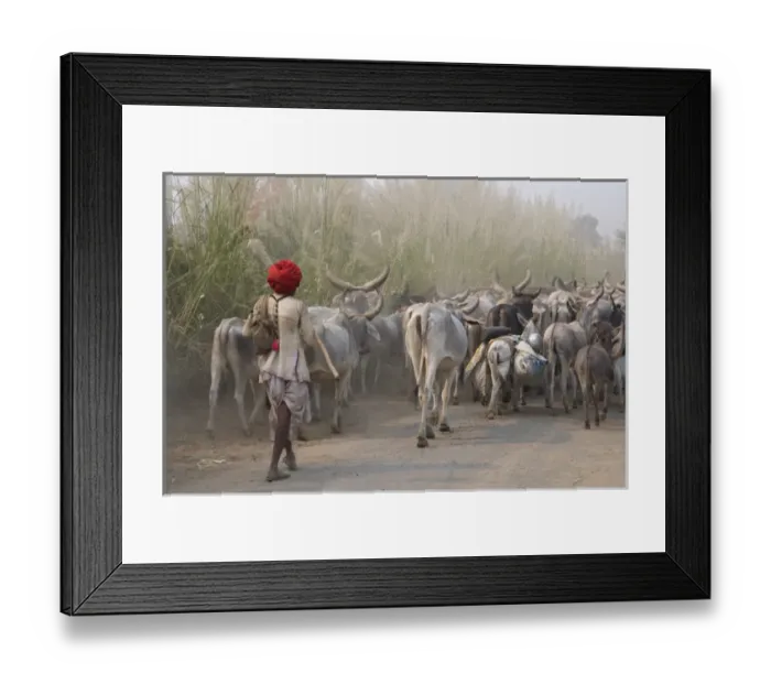 Framed Print : Cows on the road, Delhi, India