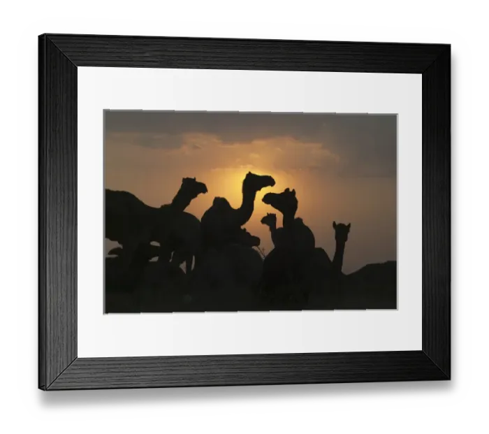 Framed Print : Silhouette of camels in the desert at sunrise, Pushkar Camel Fair, Pushkar, Rajasthan Framed Print : Silhouette of camels in the desert at sunrise, Pushkar Camel Fair, Pushkar, Rajasthan