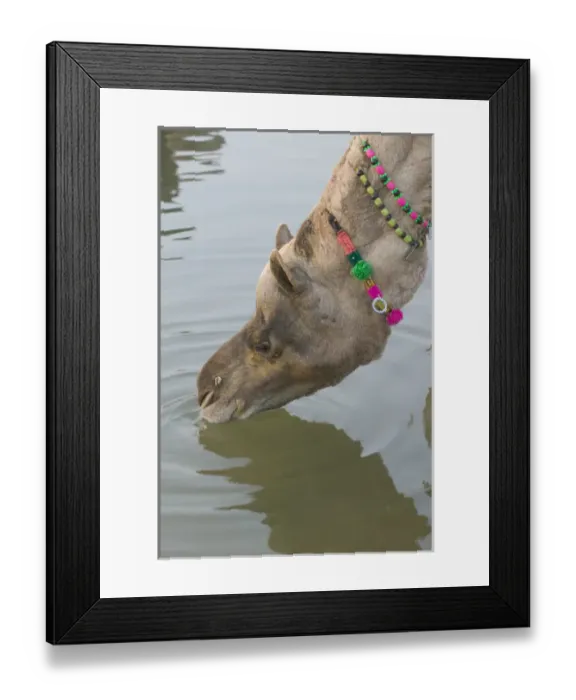 Framed Print : Decorated camel drinks water at Pushkar Camel Fair, Pushkar, Rajasthan, India