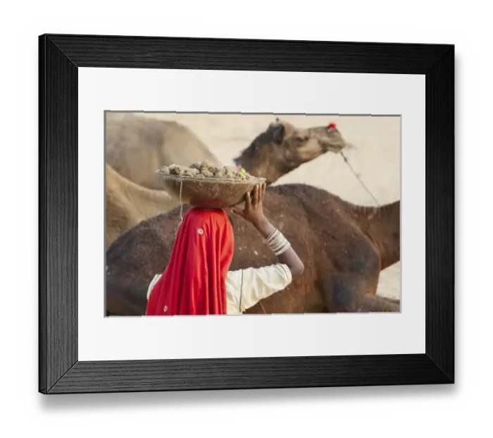 Framed Print : Woman with camel at Pushkar Camel Fair, Pushkar, Rajasthan, India Framed Print : Woman with camel at Pushkar Camel Fair, Pushkar, Rajasthan, India