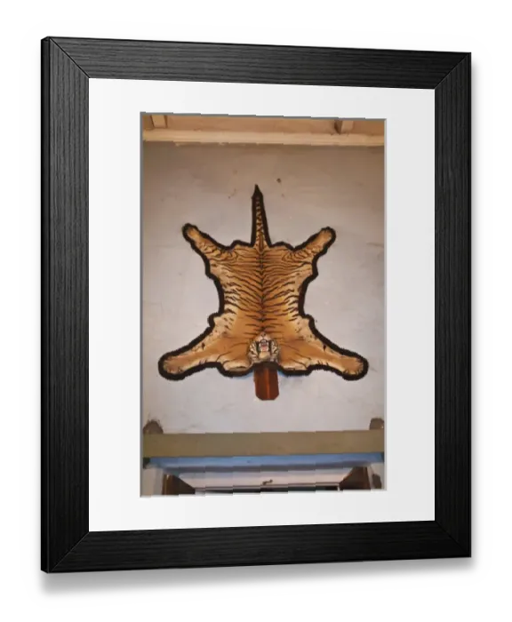 Framed Print : Tiger skin decorated in Prithvi Vilas Palace, Jhalawar, Rajasthan, India Framed Print : Tiger skin decorated in Prithvi Vilas Palace, Jhalawar, Rajasthan, India