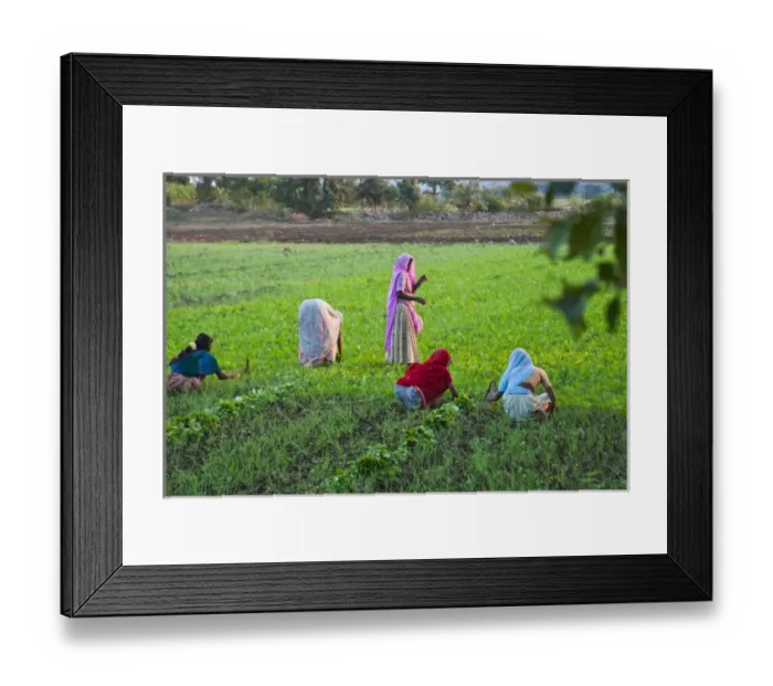 Framed Print : Women work on farmland, Bijaipur, Rajasthan, India