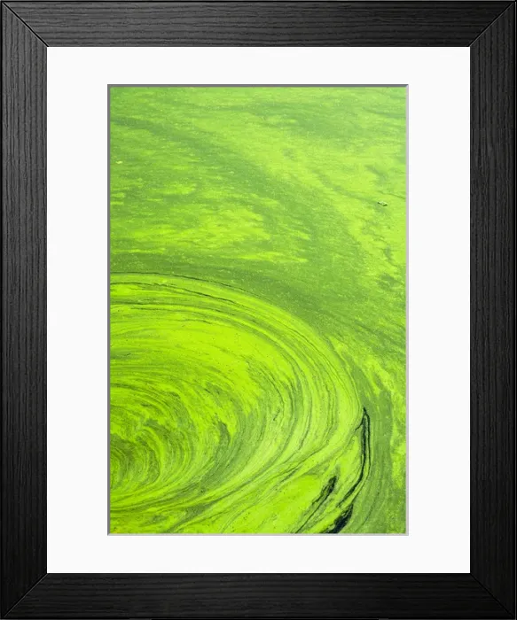Framed Print : Algae on the water, Indhar Lake, Udaipur, Rajasthan, India