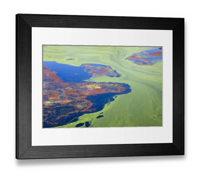 Framed Print : Algae on the water, Indhar Lake, Udaipur, Rajasthan, India