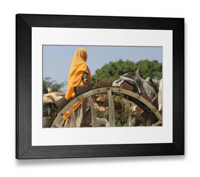 Framed Print : Fetching water through water wheel powered by cow, Udaipur, Rajasthan, India Framed Print : Fetching water through water wheel powered by cow, Udaipur, Rajasthan, India