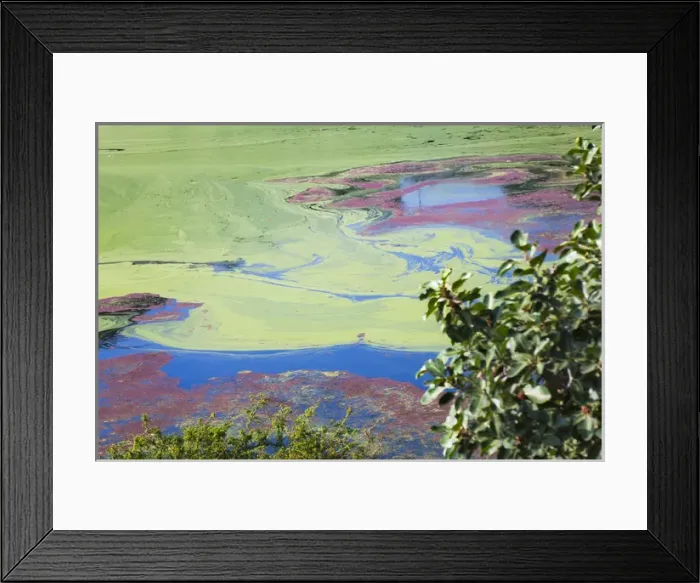 Framed Print : Indhar Lake covered by algae, Udaipur, Rajasthan, India