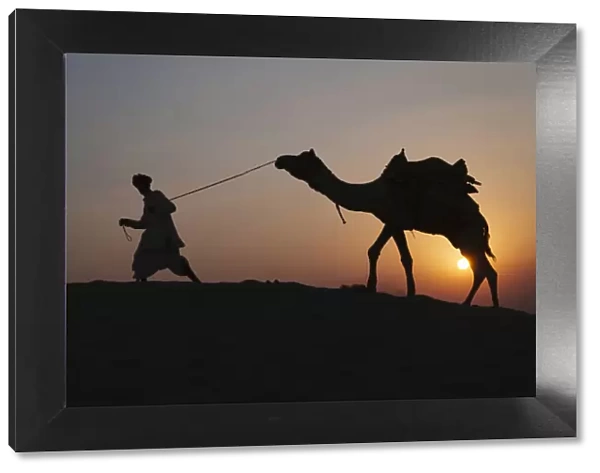 Man with camel on the desert at sunset, Jodphur, Rajasthan, India