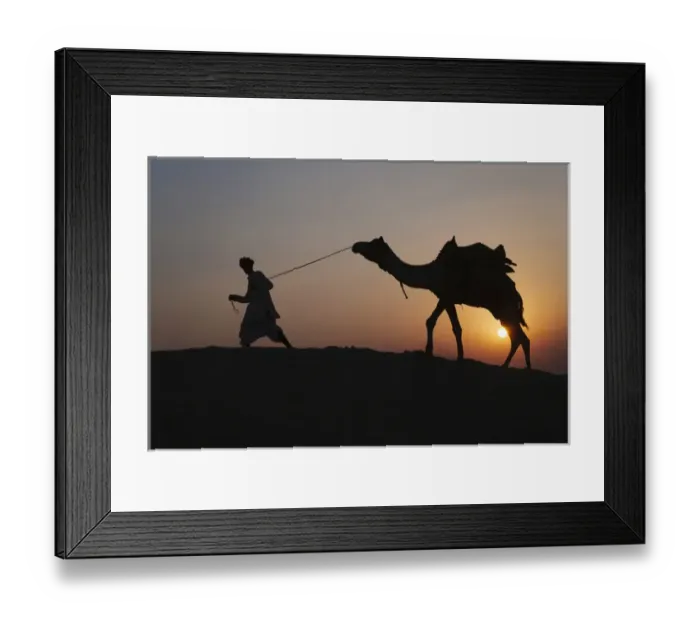 Framed Print : Man with camel on the desert at sunset, Jodphur, Rajasthan, India