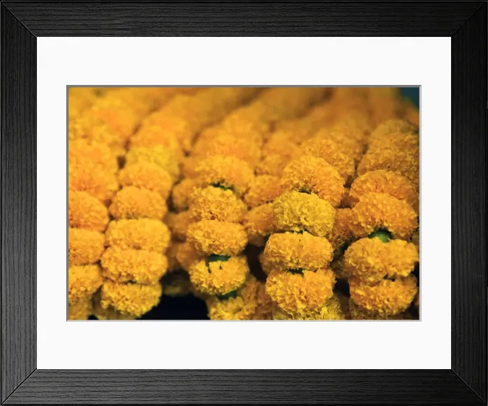 Framed Print : Asia, India, Calcutta. Cultivated marigolds are sold in the flower market as garlands for rituals
