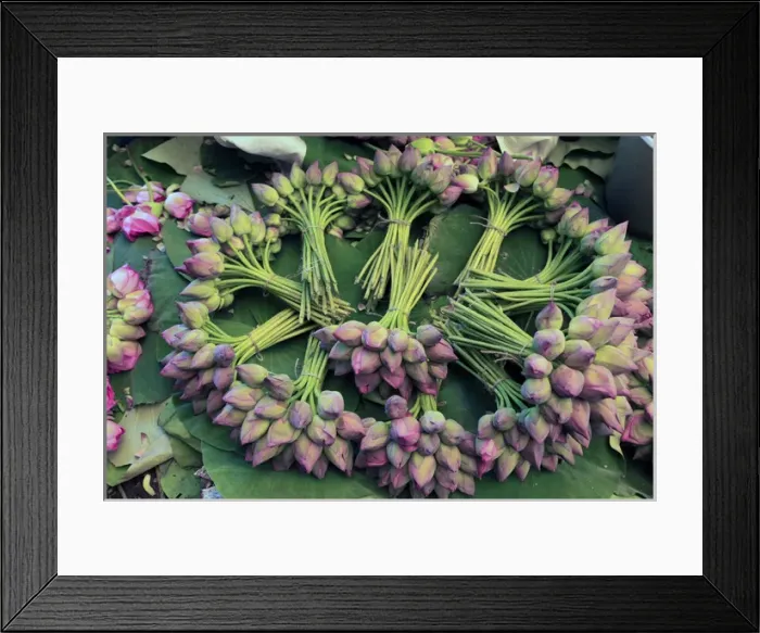 Framed Print : Asia, India, Calcutta. Fresh cut bunches of Lotus the flower market in Calcutta
