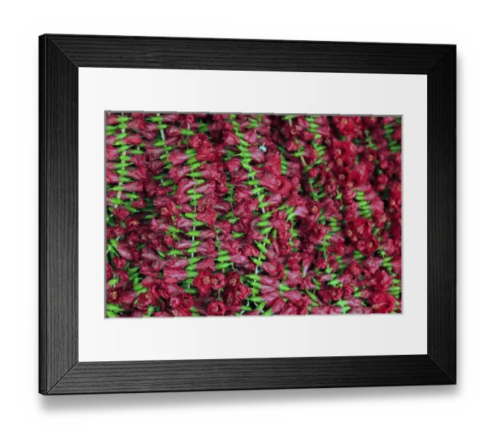 Framed Print : Asia, India, Calcutta. Hibiscus garlands in the flower market in Calcutta Framed Print : Asia, India, Calcutta. Hibiscus garlands in the flower market in Calcutta