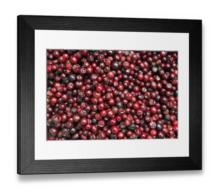 Framed Print : Asia, India, Darjeeling. Red berries of the the Himalayas Framed Print : Asia, India, Darjeeling. Red berries of the the Himalayas
