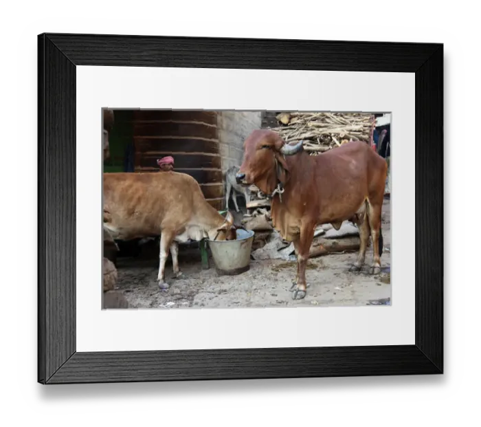 Framed Print : Asia, India, Varanasi. The cow is worshipped as a sacred animal in India Framed Print : Asia, India, Varanasi. The cow is worshipped as a sacred animal in India