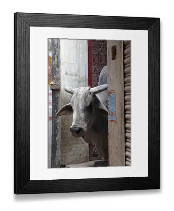 Framed Print : Asia, India, Varanasi. The cow is worshipped as a sacred animal in India Framed Print : Asia, India, Varanasi. The cow is worshipped as a sacred animal in India