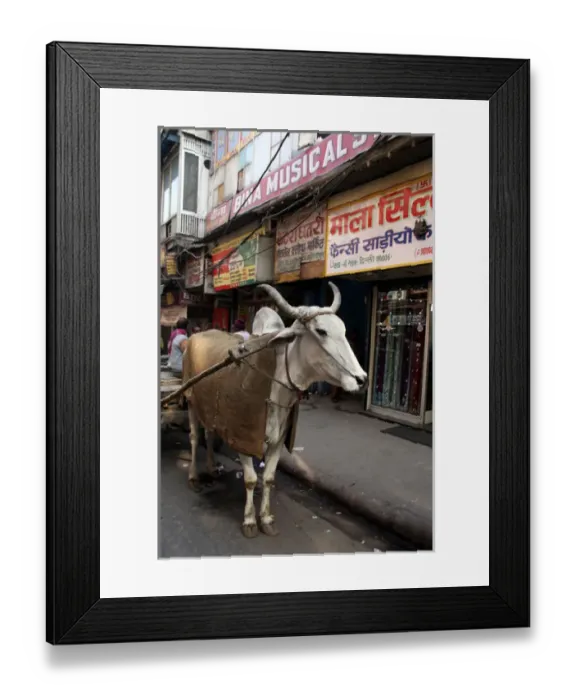 Framed Print : Asia, India, Delhi. Ox pulling cart, Chandni Chowk Framed Print : Asia, India, Delhi. Ox pulling cart, Chandni Chowk