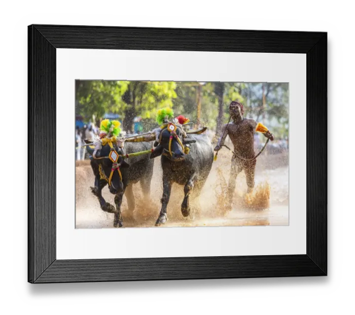 Framed Print : Kambala, traditional buffalo racing, Kerala, India Framed Print : Kambala, traditional buffalo racing, Kerala, India