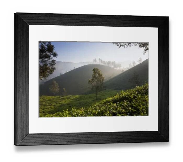 Framed Print : Tea Plantations, Munnar, Western Ghats, Kerala, South India