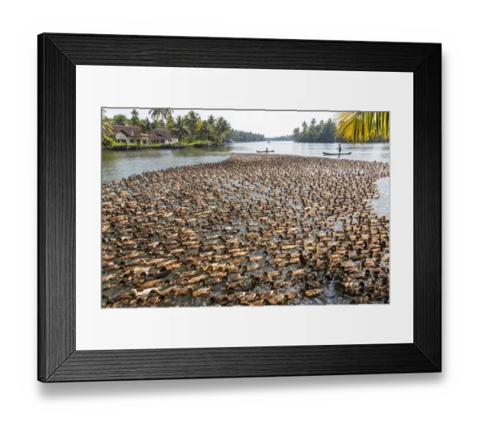 Framed Print : Ducks being herded along the waterway, Kerala backwaters, nr Alleppey, (or Alappuzha)