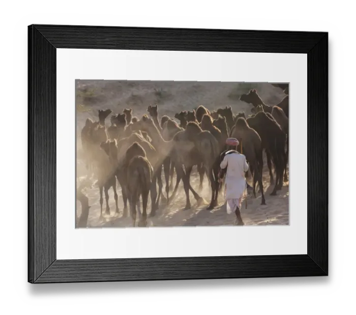 Framed Print : Pushkar camel fair, Pushkar, Rajasthan State, India, Asia Framed Print : Pushkar camel fair, Pushkar, Rajasthan State, India, Asia