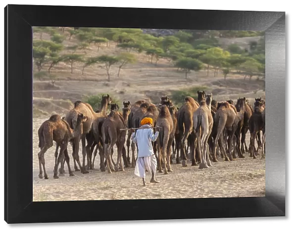 Camel Fair, Pushkar, Rajasthan State, India