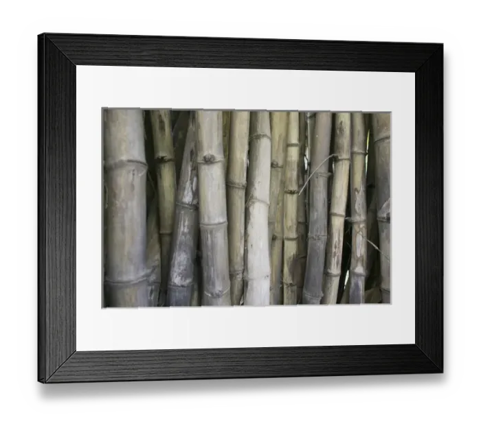 Framed Print : Bamboo, Dharamsala, India