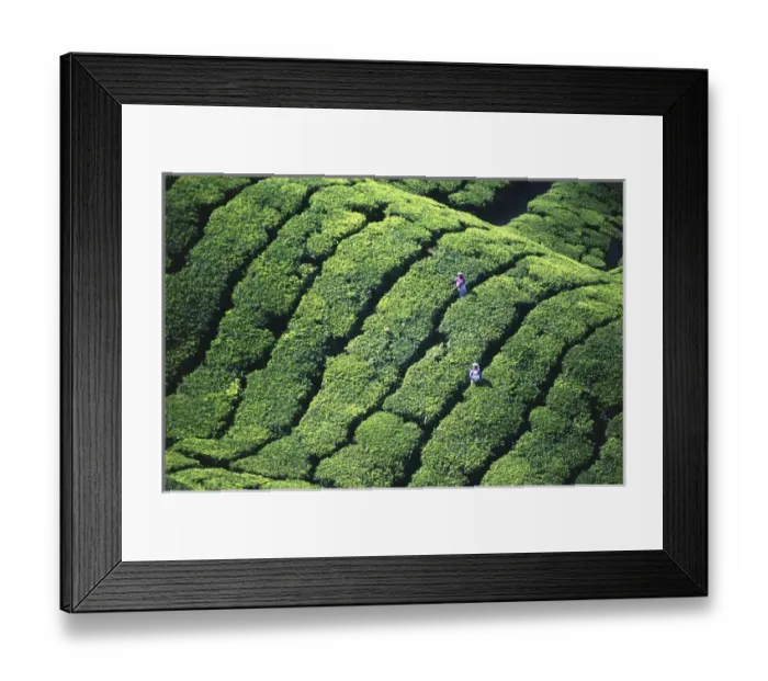 Framed Print : tea pickers, Munar, Kerala, India Framed Print : tea pickers, Munar, Kerala, India