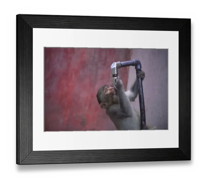 Framed Print : The monkeys at the Jakhu temple in Shimla know where to get a drink of water Framed Print : The monkeys at the Jakhu temple in Shimla know where to get a drink of water