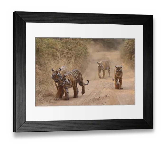 Framed Print : Royal Bengal Tigers on the track, Ranthambhor National Park, India Framed Print : Royal Bengal Tigers on the track, Ranthambhor National Park, India
