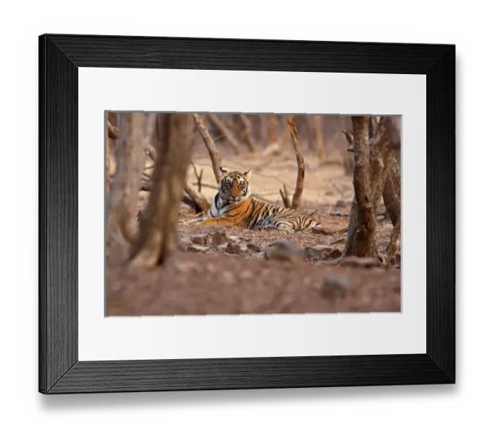 Framed Print : Royal Bengal Tiger Ranthambhor National Park, India Framed Print : Royal Bengal Tiger Ranthambhor National Park, India