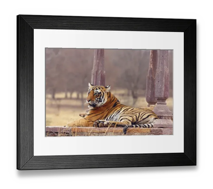Framed Print : Royal Bengal Tiger at the cenotaph, Ranthambhor National Park, India Framed Print : Royal Bengal Tiger at the cenotaph, Ranthambhor National Park, India